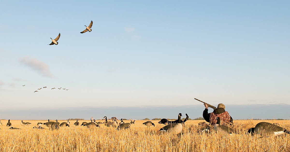 The Ultimate Guide to Hunting Canada Geese Ducks Unlimited